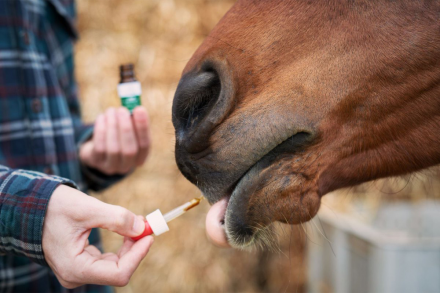 Is CBD Oil Considered Safe for Horses